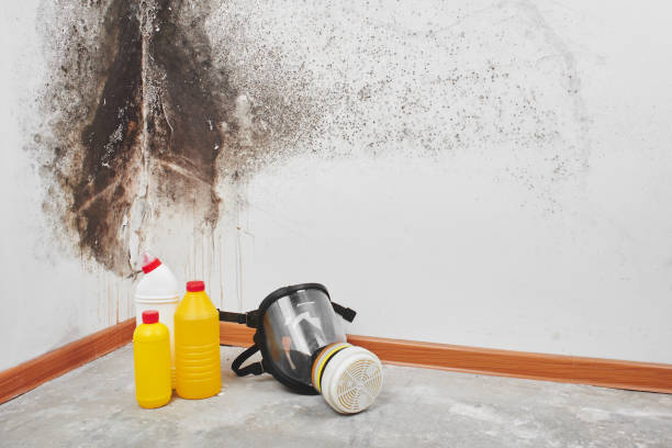 Best Residential Mold Remediation in Newport East, RI