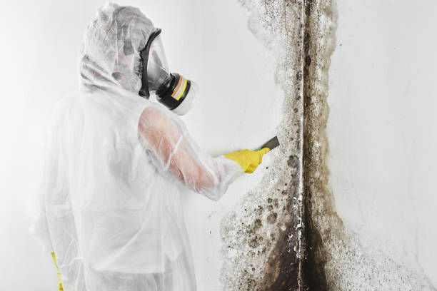 Best Mold Remediation for Schools in Newport East, RI