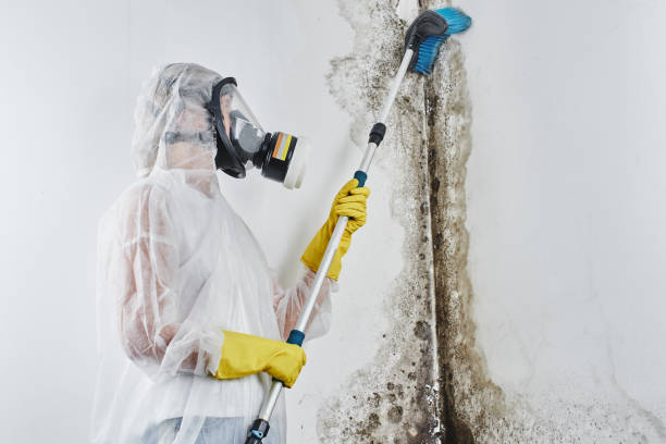 Best Emergency Mold Remediation in Newport East, RI