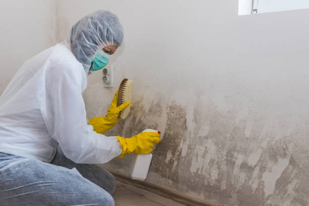 Best Commercial Mold Remediation in Newport East, RI