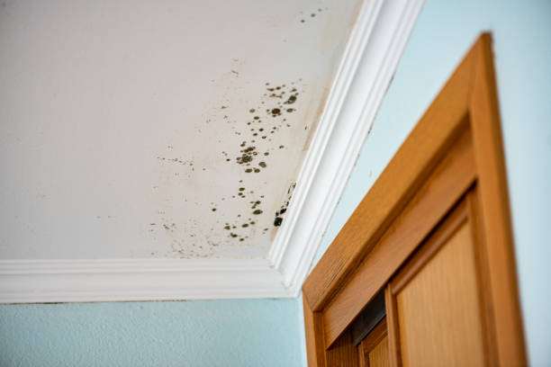 Best Kitchen Mold Remediation in Newport East, RI