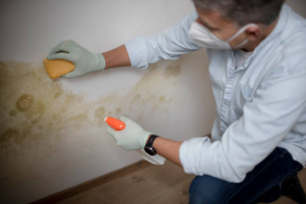 Best Commercial Mold Remediation in Newport East, RI