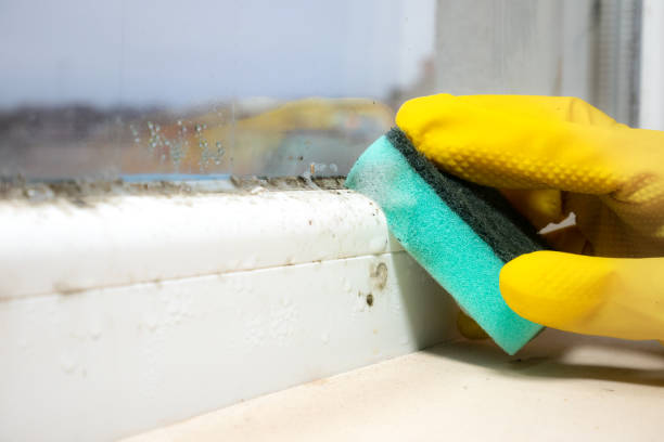 Best Post-Remediation Services in Newport East, RI