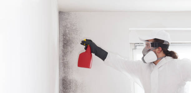 Best DIY Mold Remediation Support Services in Newport East, RI