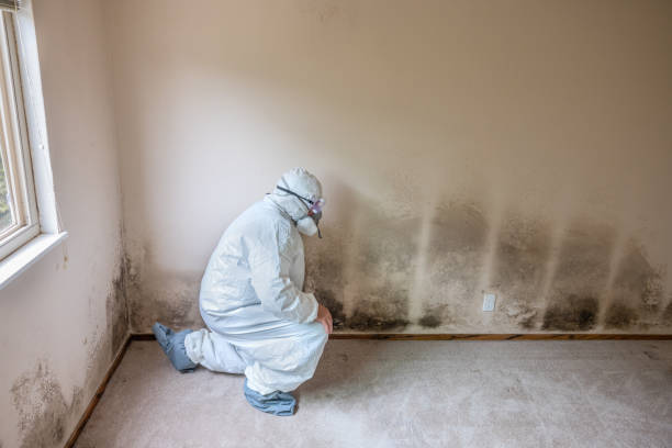 Best Mold Remediation for Specific Building Types in Newport East, RI