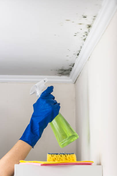 Best Bathroom Mold Remediation in Newport East, RI