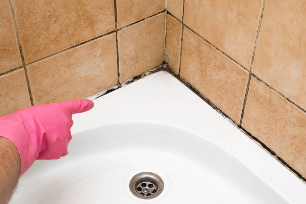 Best Residential Mold Remediation in Newport East, RI